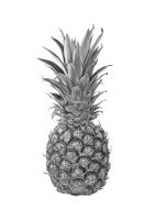 Ananas comosus